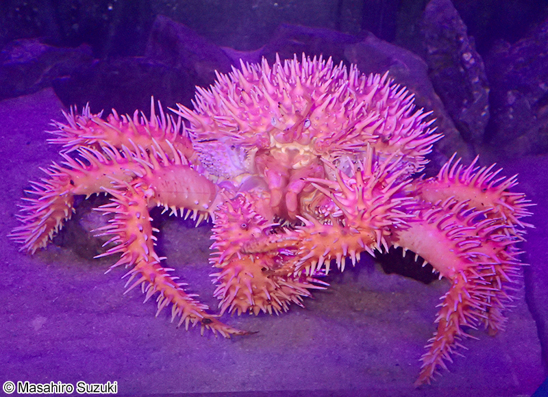 イガグリガニ Paralomis histrix