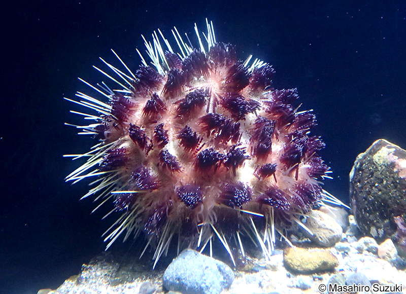 イイジマフクロウニ Asthenosoma ijimai