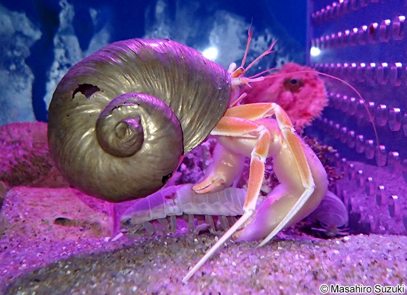 イイジマオキヤドカリ Sympagurus dofleini