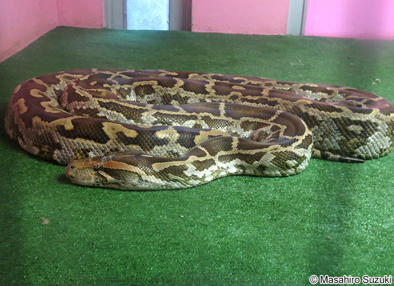 インドニシキヘビ Python molurus