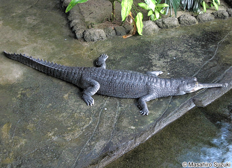 インドガビアル Gavialis gangeticus