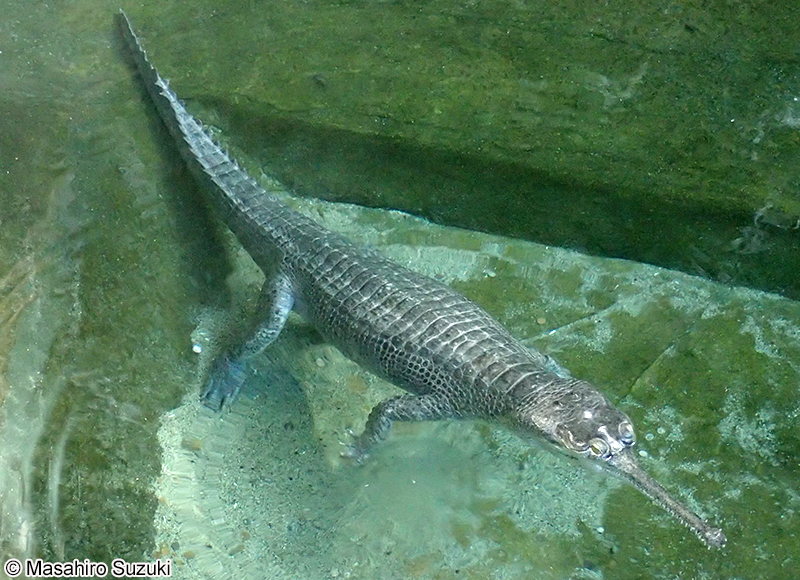 インドガビアル Gavialis gangeticus