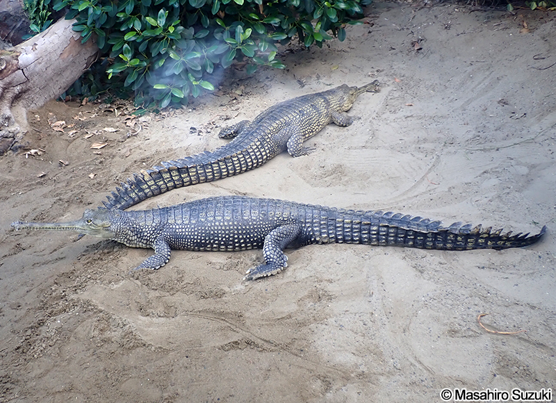 インドガビアル Gavialis gangeticus