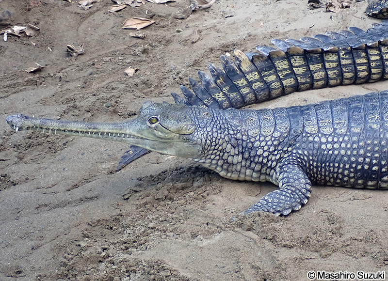 インドガビアル Gavialis gangeticus