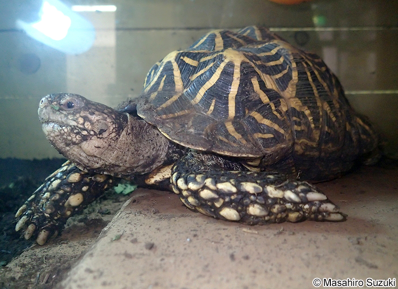 インドホシガメ Geochelone elegans