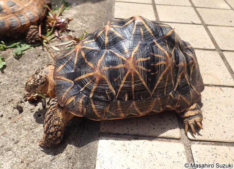 インドホシガメ Geochelone elegans