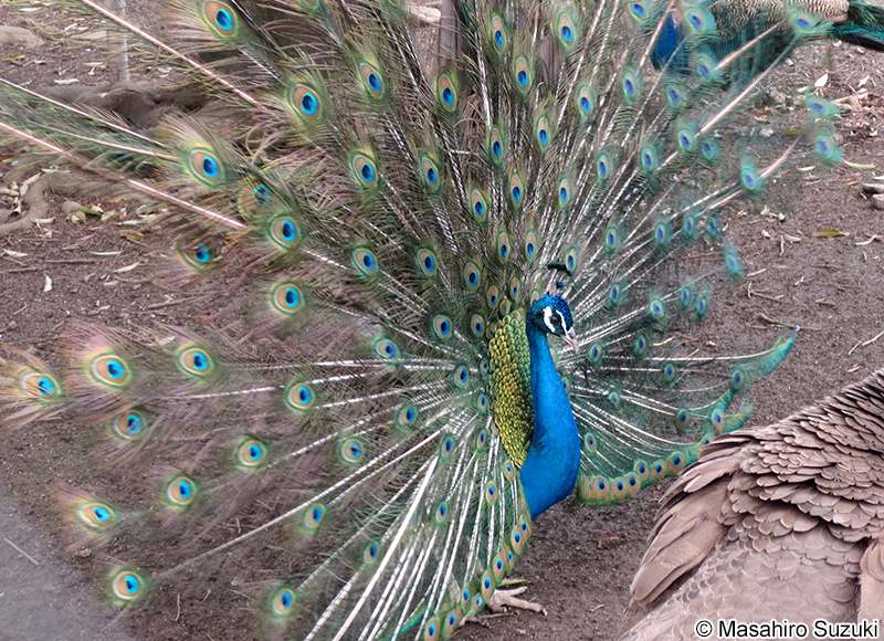 インドクジャク Pavo cristatus