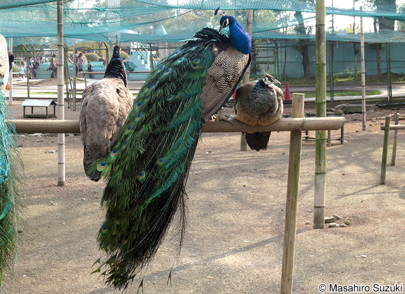 インドクジャク Pavo cristatus