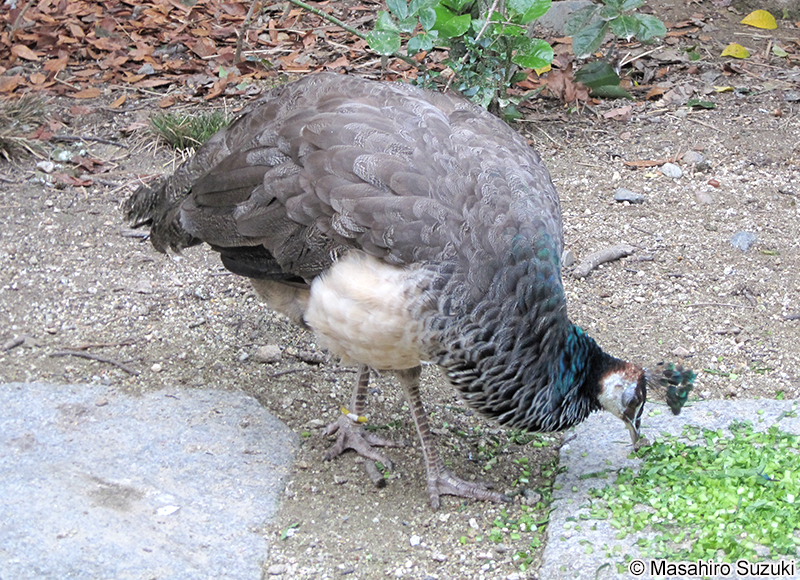 インドクジャク Pavo cristatus