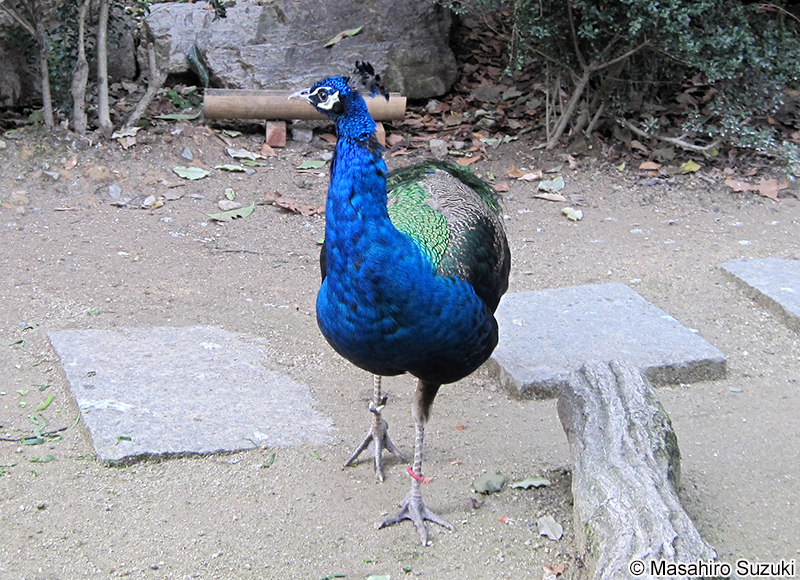 インドクジャク Pavo cristatus