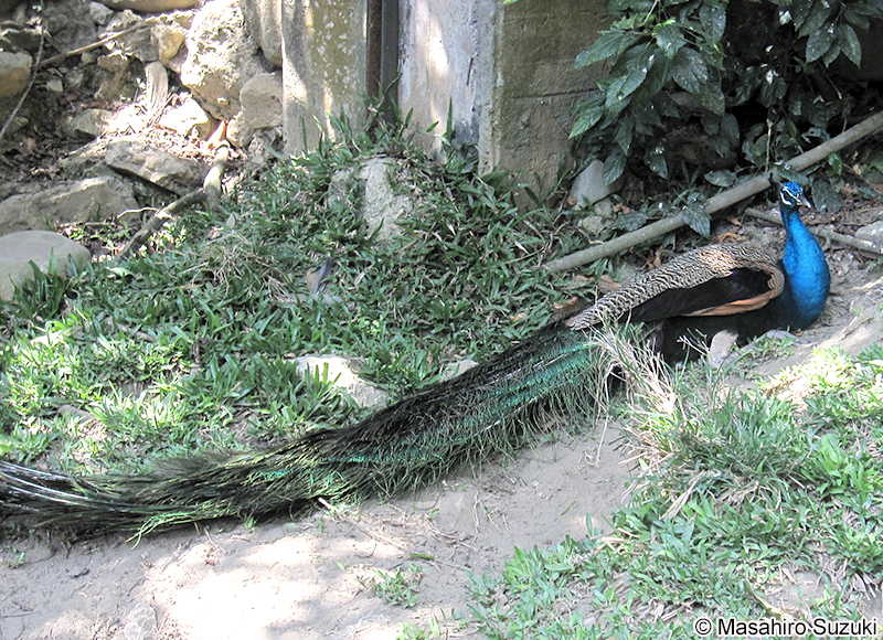 インドクジャク Pavo cristatus