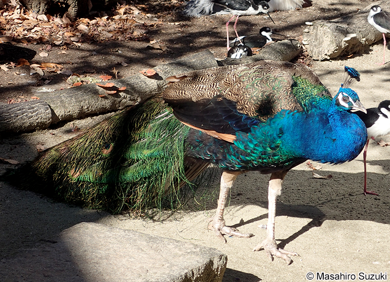 インドクジャク Pavo cristatus