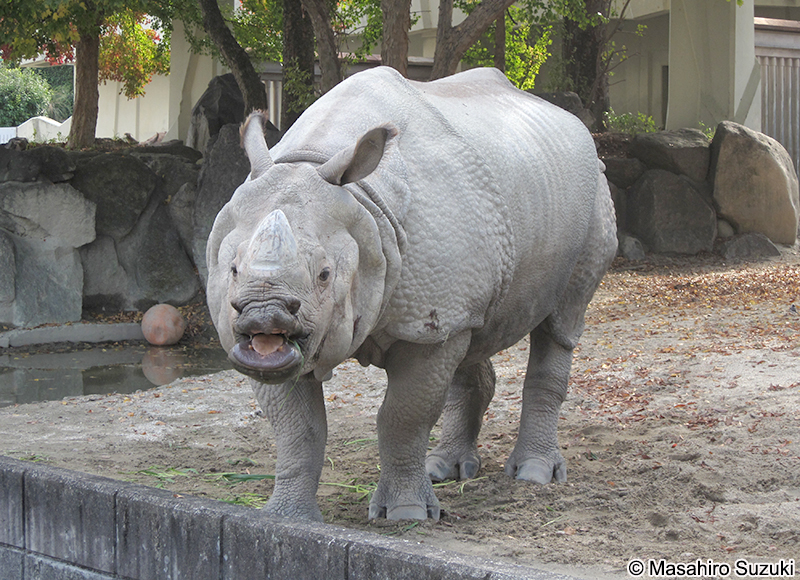 インドサイ Rhinoceros unicornis