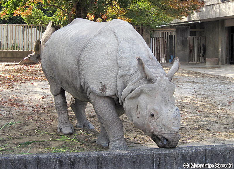 インドサイ Rhinoceros unicornis