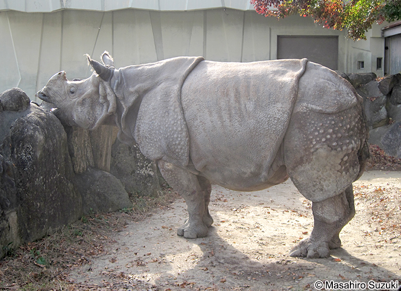 インドサイ Rhinoceros unicornis