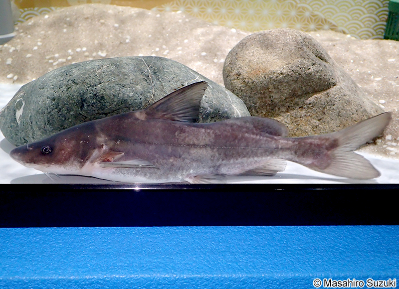 イノシシギギ Leiocassis longirostris