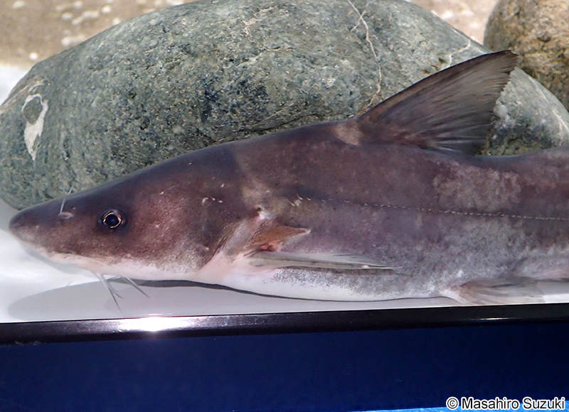 イノシシギギ Leiocassis longirostris