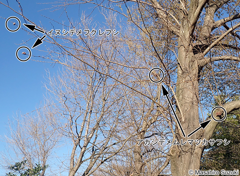 イヌシデメフクレフシとアカシデメムレマツカサフシ