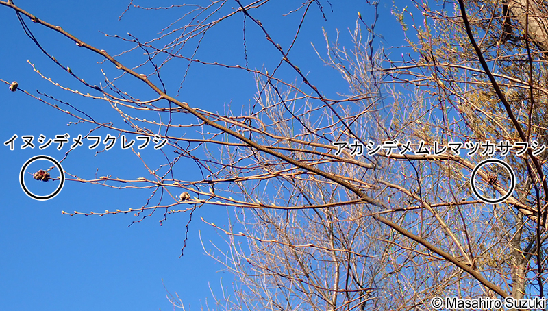 イヌシデメフクレフシとアカシデメムレマツカサフシ