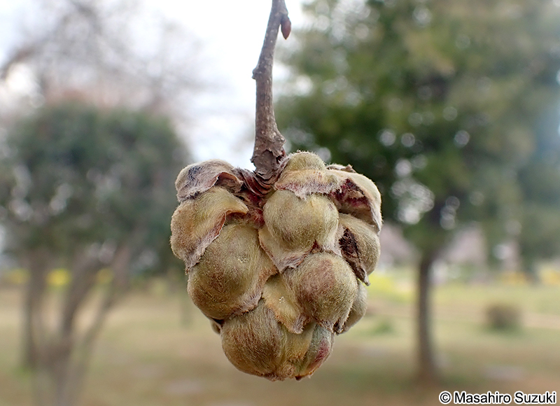 イヌシデメフクレフシ Acalitus sp.