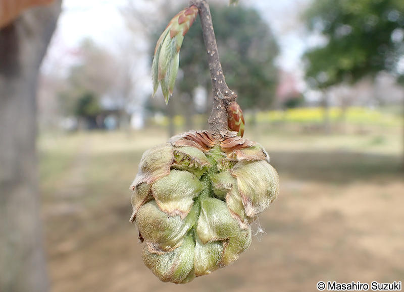 イヌシデメフクレフシ Acalitus sp.