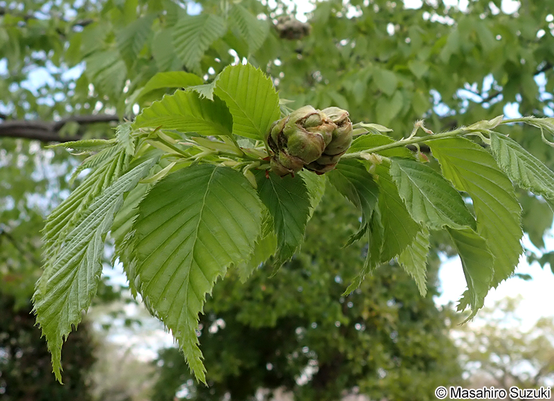 イヌシデメフクレフシ Acalitus sp.