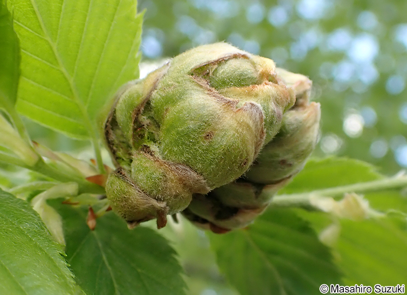 イヌシデメフクレフシ Acalitus sp.