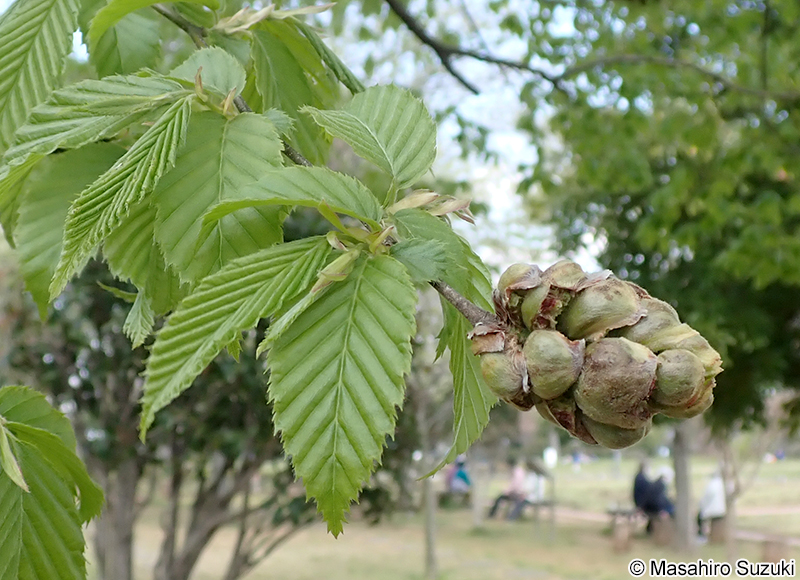 イヌシデメフクレフシ Acalitus sp.