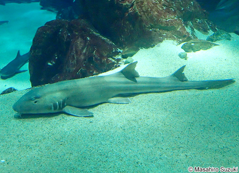 イヌザメ Chiloscyllium punctatum