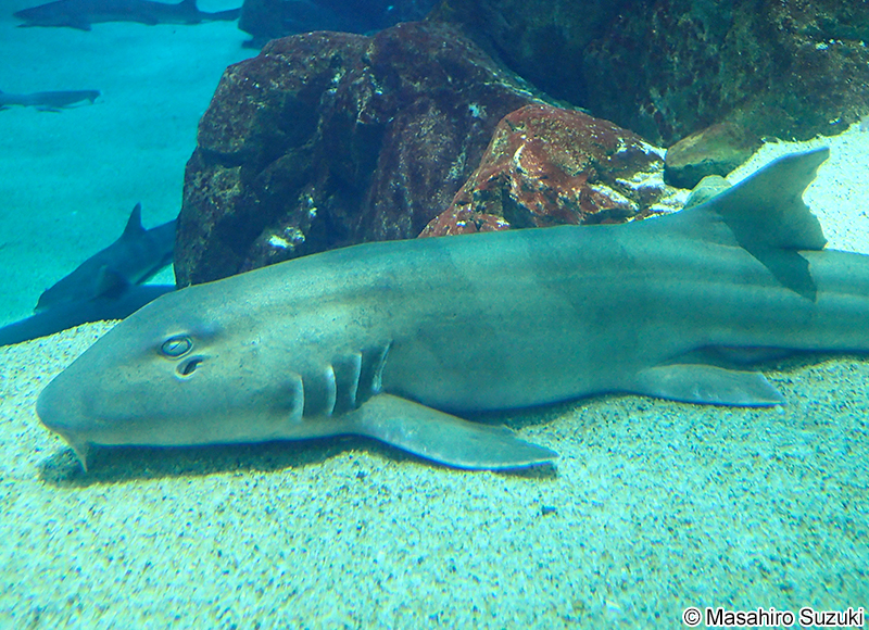 イヌザメ Chiloscyllium punctatum