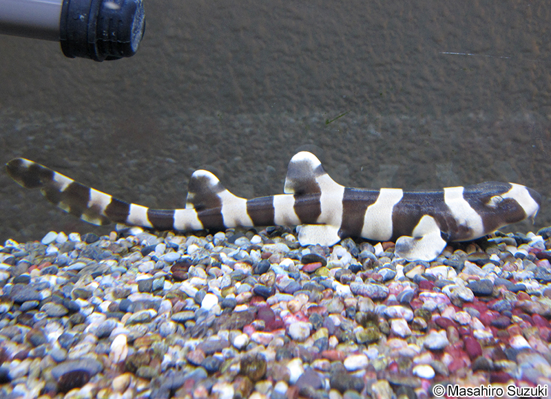 イヌザメ Chiloscyllium punctatum