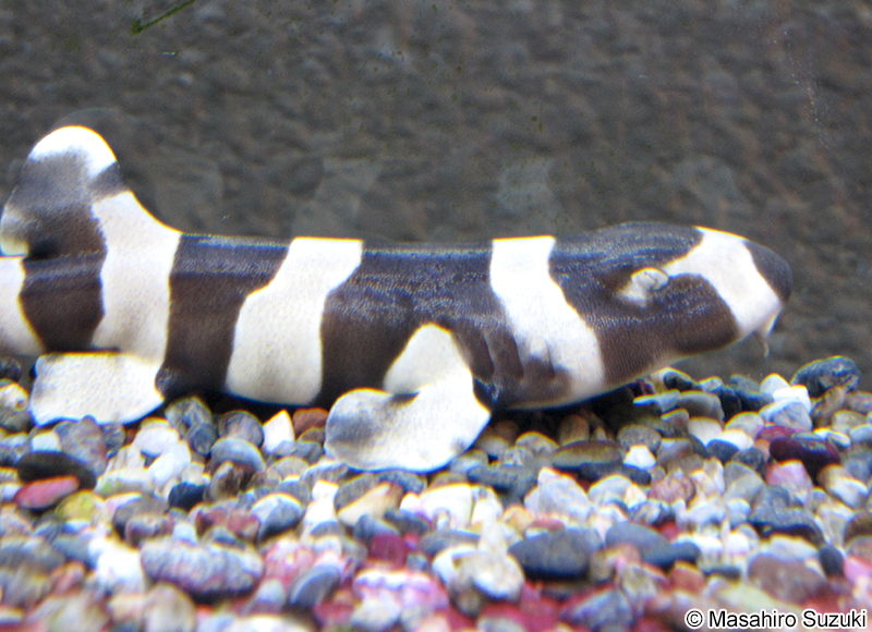 イヌザメの幼魚