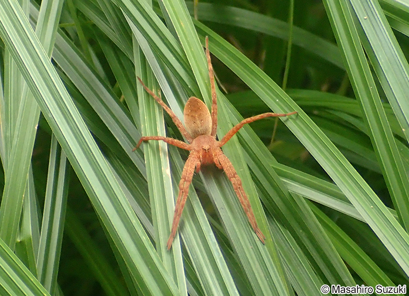 イオウイロハシリグモ Dolomedes sulfureus