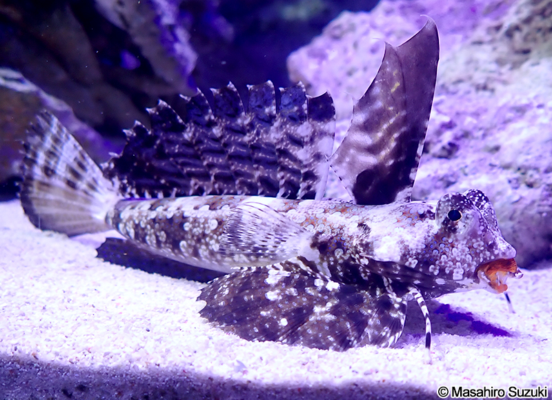 イッポンテグリ Dactylopus dactylopus