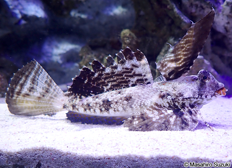 イッポンテグリ Dactylopus dactylopus