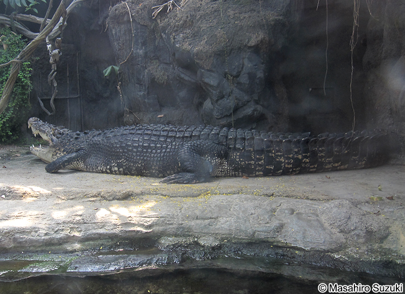 イリエワニ Crocodylus porosus