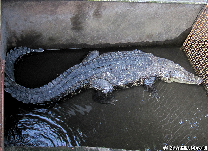 イリエワニ Crocodylus porosus