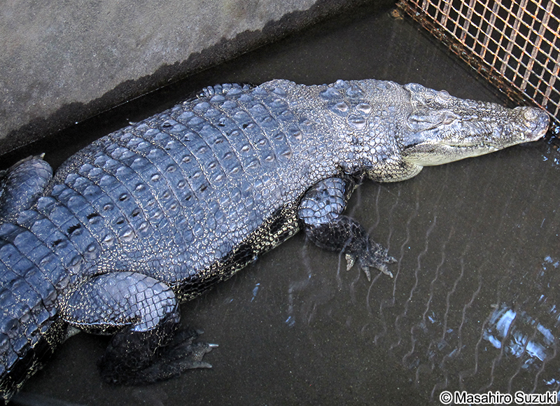 イリエワニ Crocodylus porosus