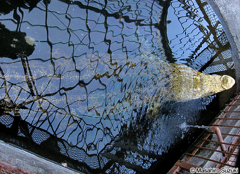 イリエワニのアルビノ個体