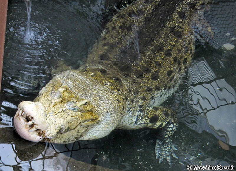 イリエワニのアルビノ個体