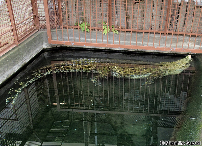 イリエワニのアルビノ個体