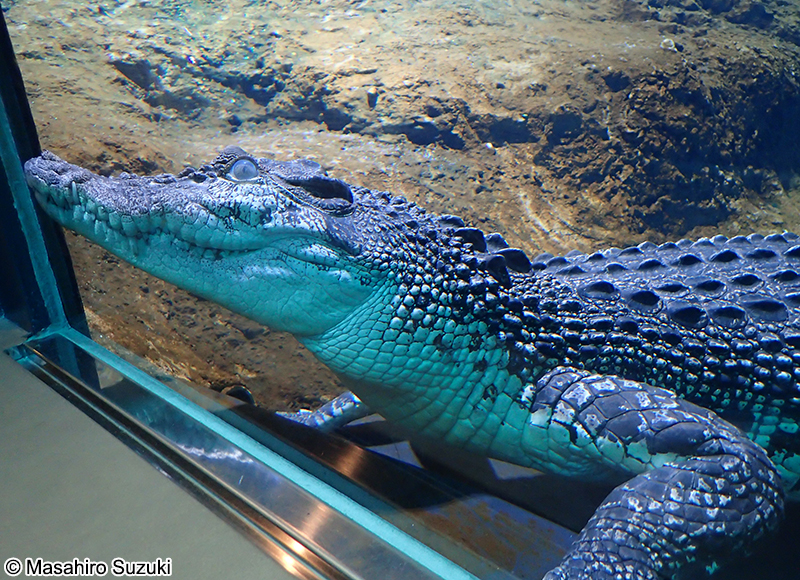 イリエワニ Crocodylus porosus