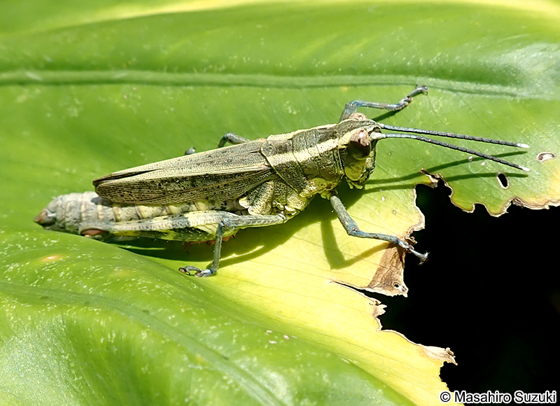 イリオモテモリバッタ Traulia ishigakiensis iriomotensis