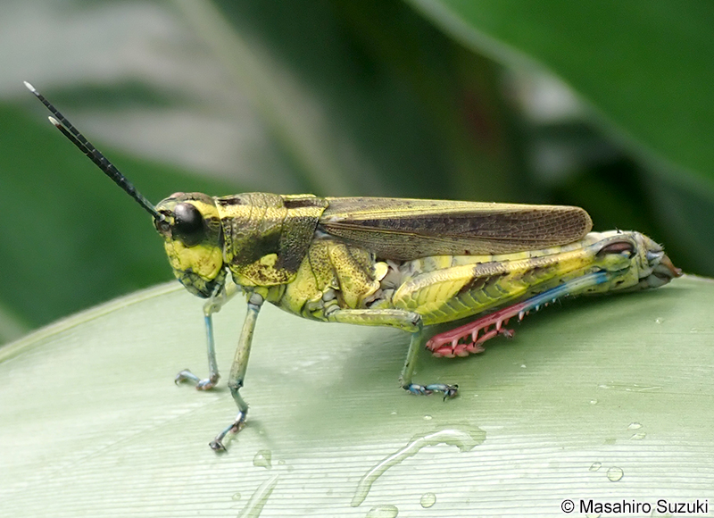 イリオモテモリバッタ Traulia ishigakiensis iriomotensis