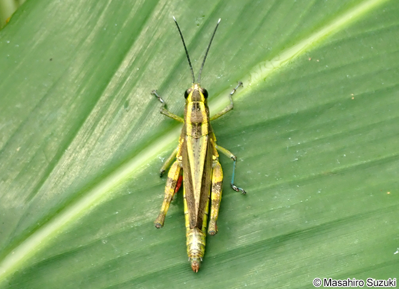 イリオモテモリバッタ Traulia ishigakiensis iriomotensis
