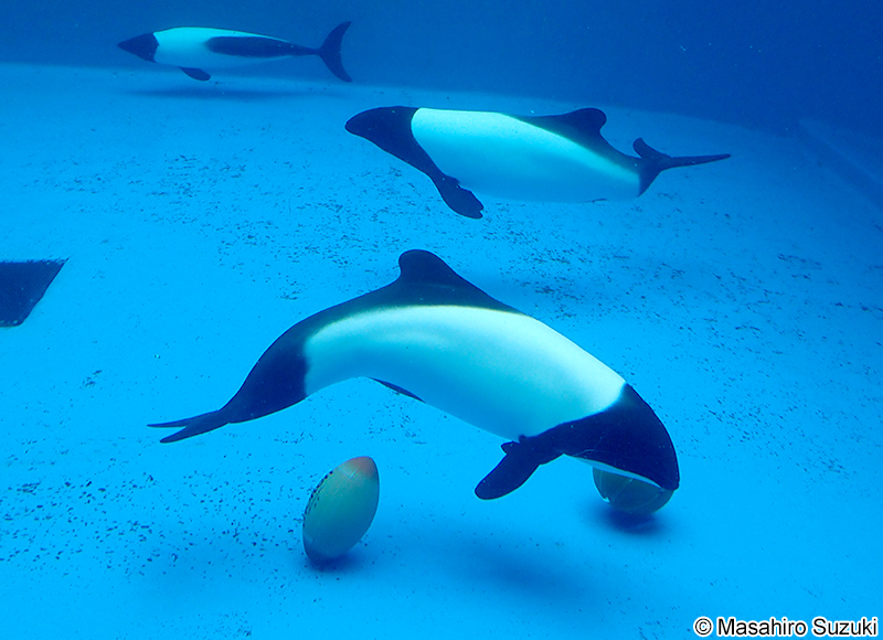 イロワケイルカ Cephalorhynchus commersonii