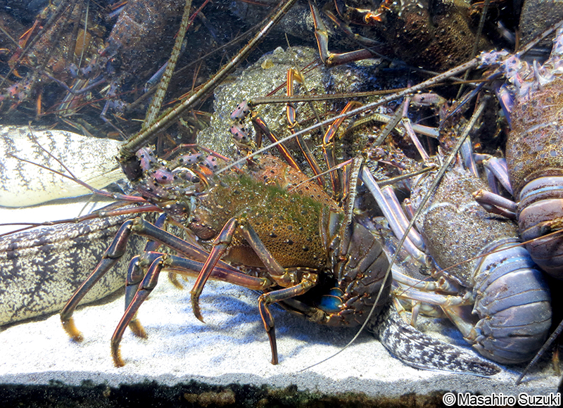 イセエビ Panulirus japonicus