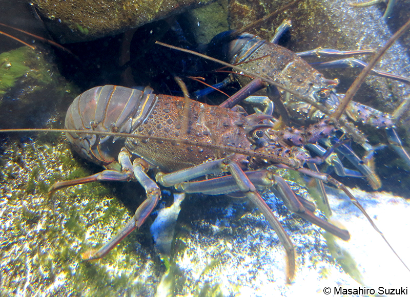 イセエビ Panulirus japonicus