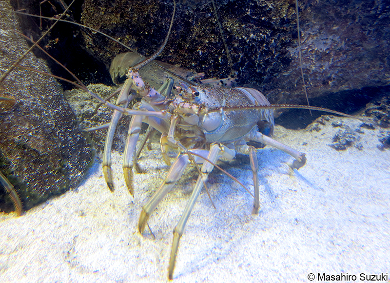 イセエビ Panulirus japonicus