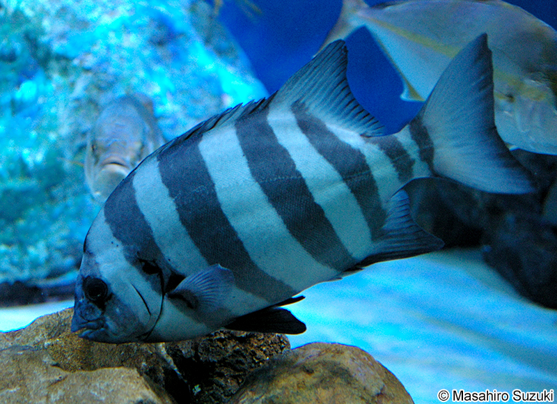 イシダイ Oplegnathus fasciatus